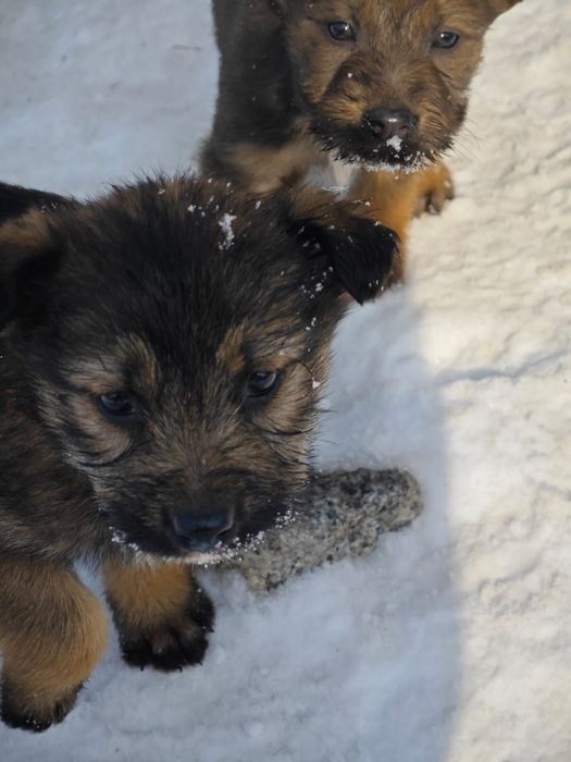 Щенки-сироты ищут дом
