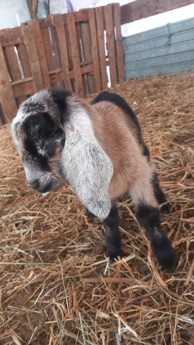 Vând capre tinere la prima și a doua fătare