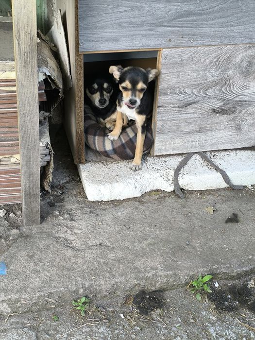 Пинчер с тъмна украска
