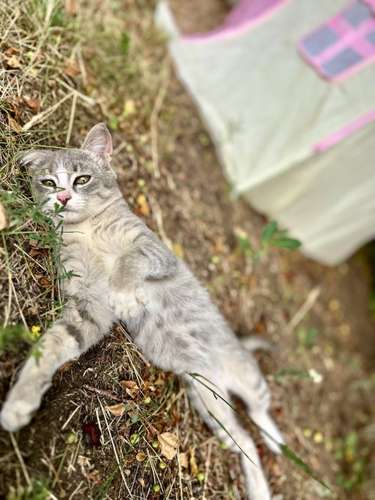Котенок мальчик 3 мес