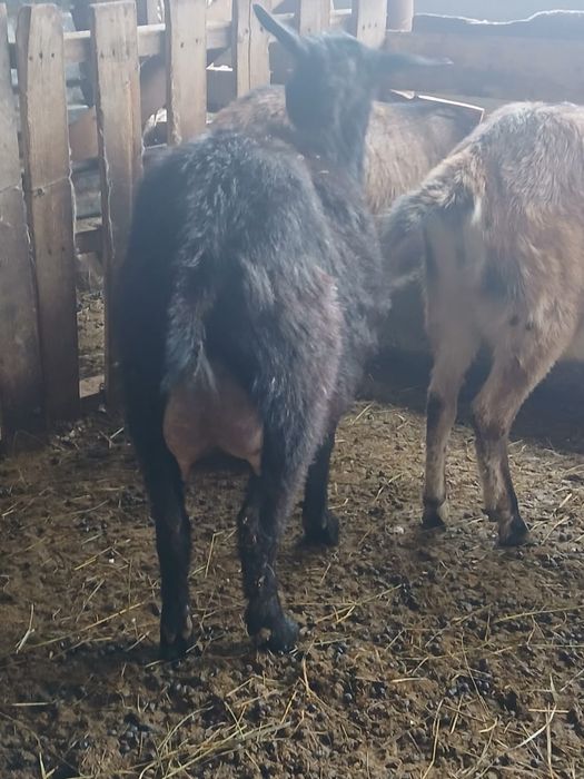 Ешкі козы лақ теке