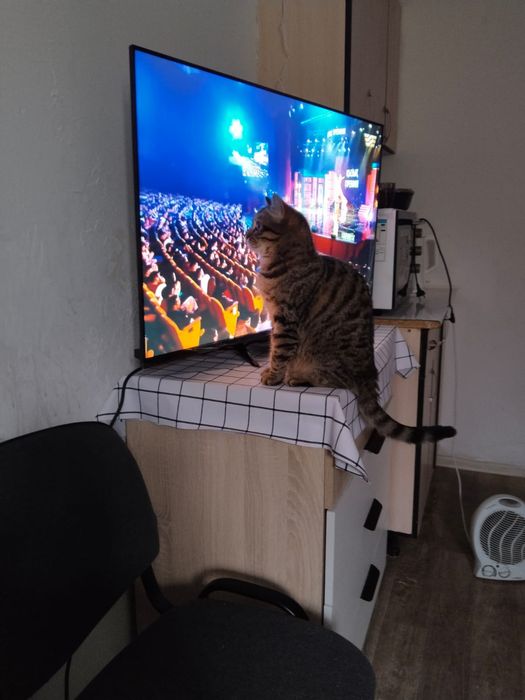 Отдам кошку бесплатно