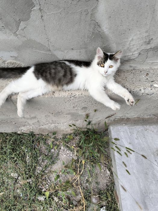 Кошку отдам в добрые руки