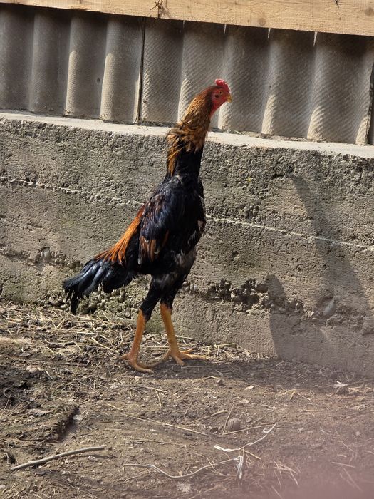 Линия очень хороший шамма и китай чисто. Кровной отец был пять раз чем
