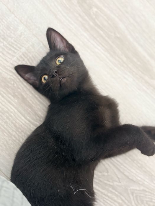 Котенок в добрые руки