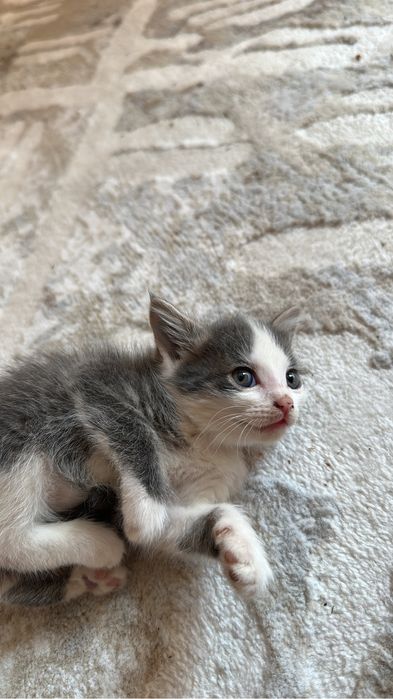 Котята в хорошие руки