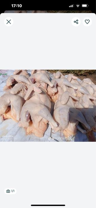 Куры домашние- тушки 2000 т за килограм