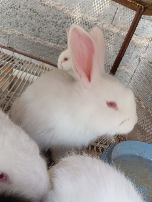 Quyon bolalari sotiladi