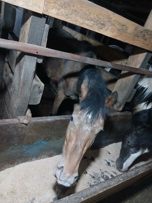 Құнан сатылады семіз