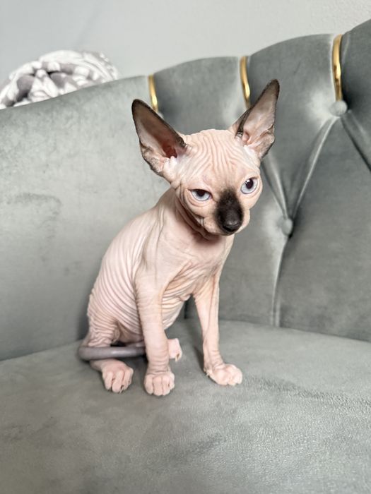 Fetita Sphynx Superba