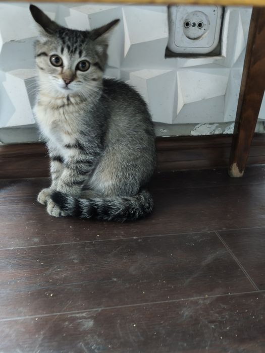 Котята даром в добрые руки