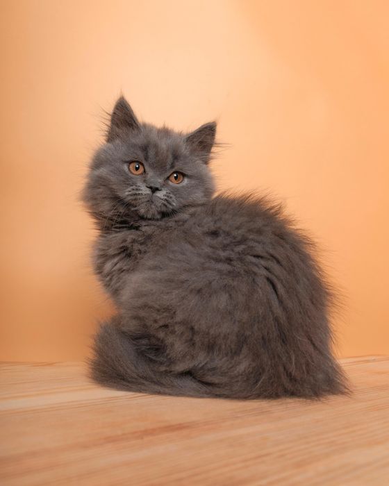 Длиношерстный британский котенок