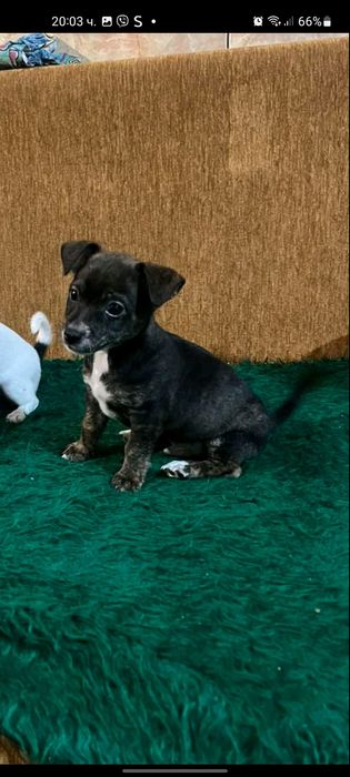 Куче пинчер-чихуахуа