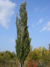 Тополь.  1-2метр