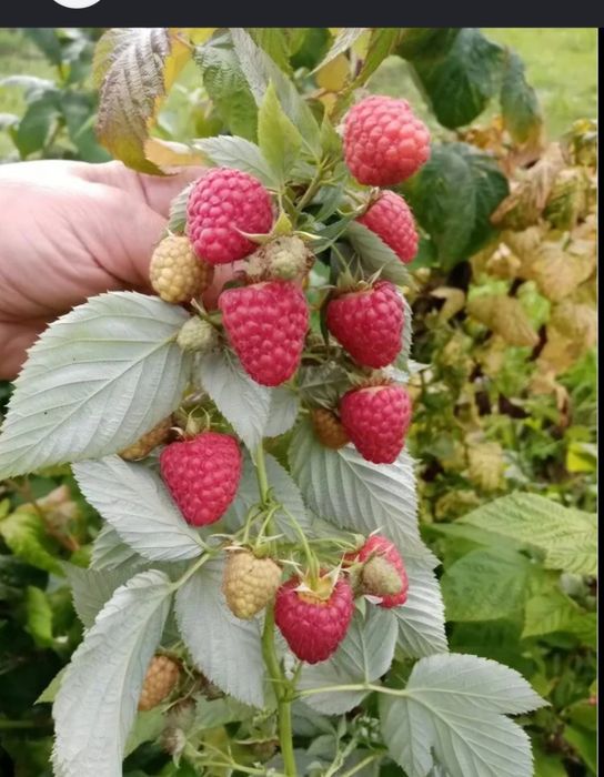 Продам саженцы вишни и малины