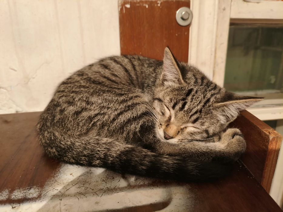 Отдам котенка 3 месячный