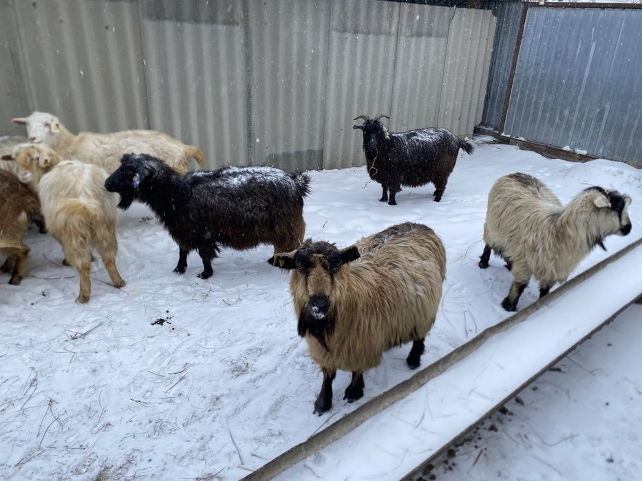 Ешкілер сатылады