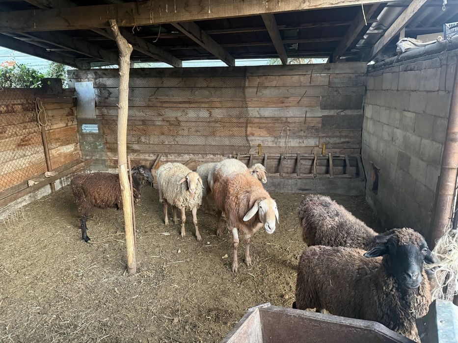 Продаю баран на откорме