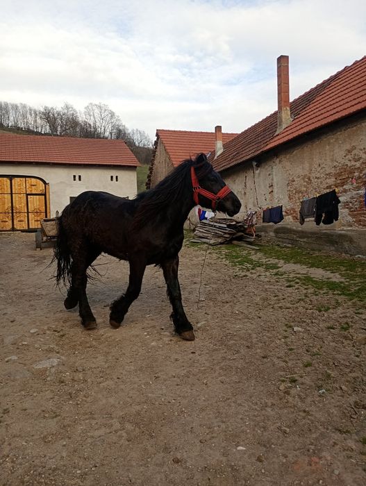 De vanzare 2 armasari