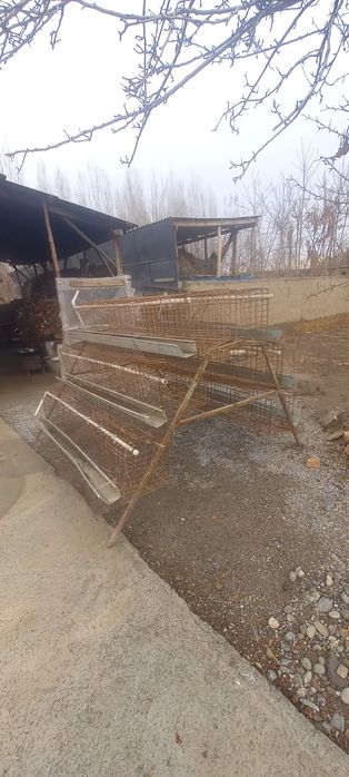 Katak 6 dona taklanib yigiladi