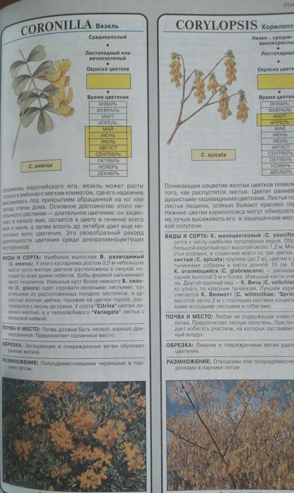 Цветы на Вашем участке