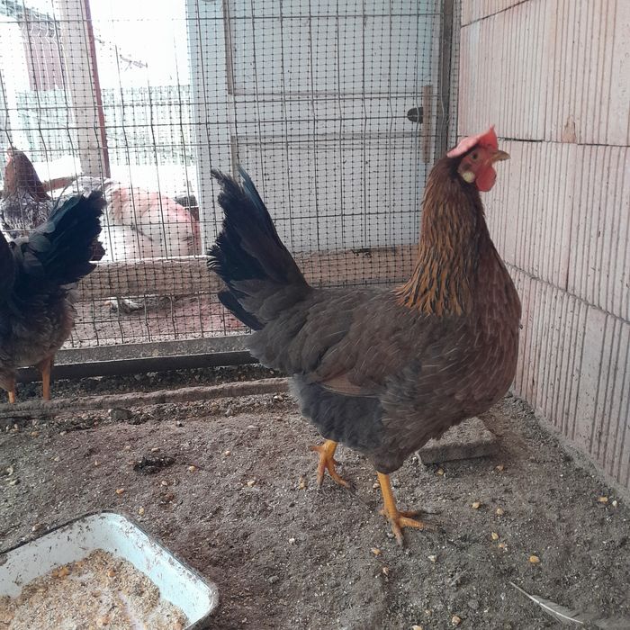 Găini Brahma si Wyandotte