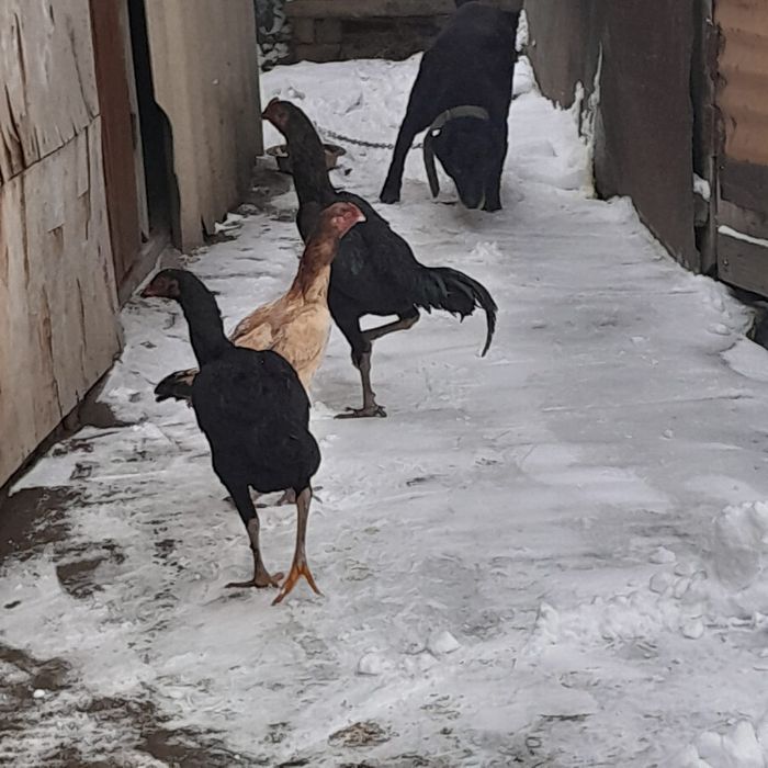 Продам даканов хороших кровей