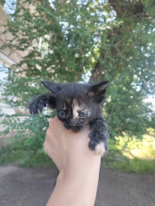 Милые котята  срочно ищут дом!