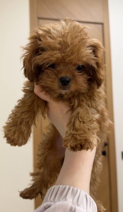 Мальтипу микро 3 мес, девочка, во взрослом до 2х кг