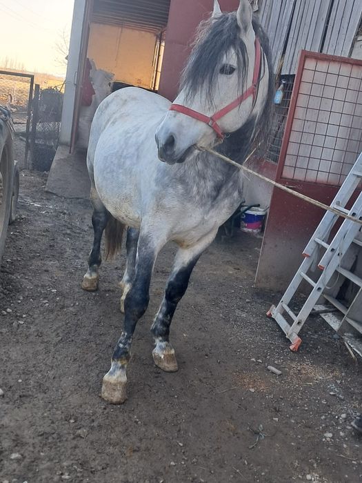 De vqnzare cal pentru gospodarie  se poate vedea in Pascani jud iasi.