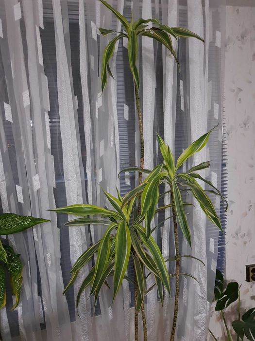 Стайно цвете в саксия юка