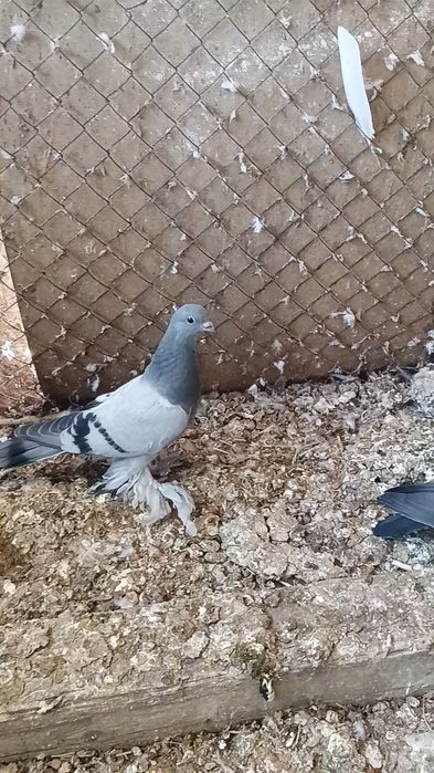 Голуби пискуны на игру