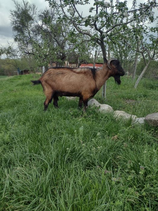 Țap alpin francez cu pedigree