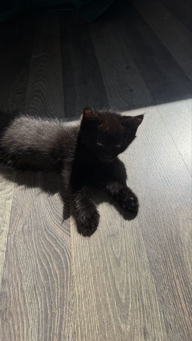 Маленький котенок