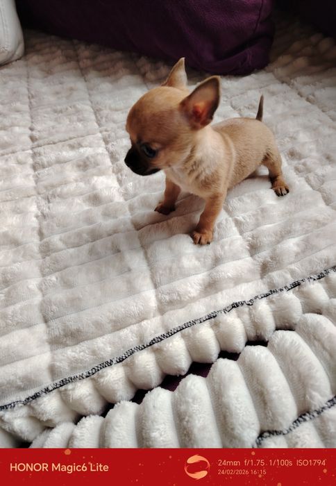 Чаровни мини чихуахуа