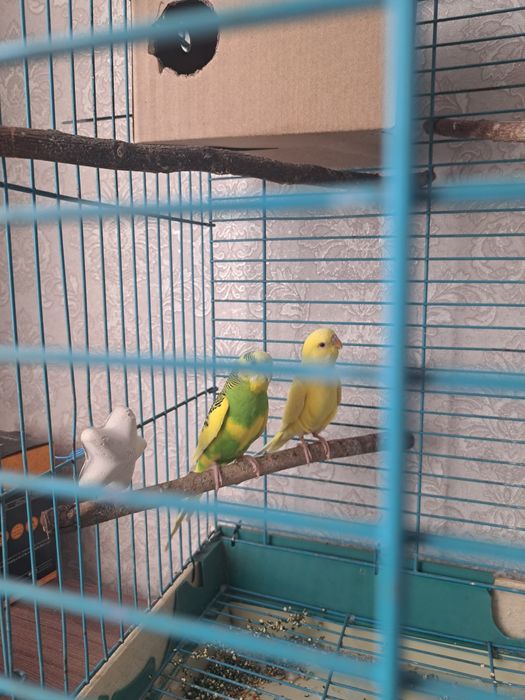 Продам попугаев.