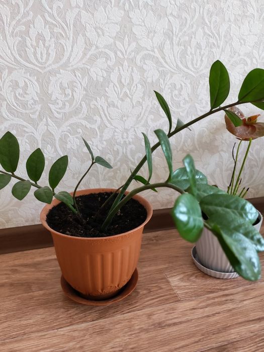 комнатные цветыы89