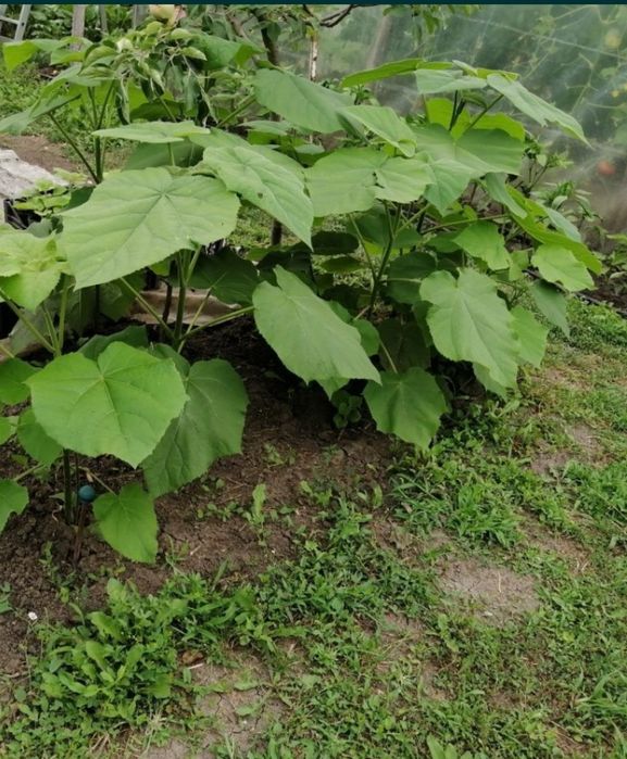 Paulownia 1 an, butași sau cu înălțimea de 1,5 m