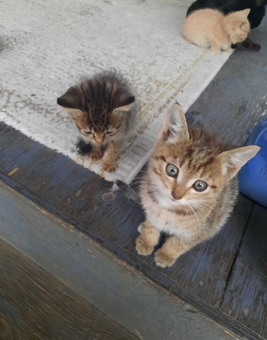 Котята в добрые руки