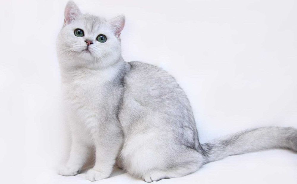 Приглашаем кошек на вязку