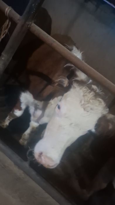 Семіз құнажын сыиырлар сатылады