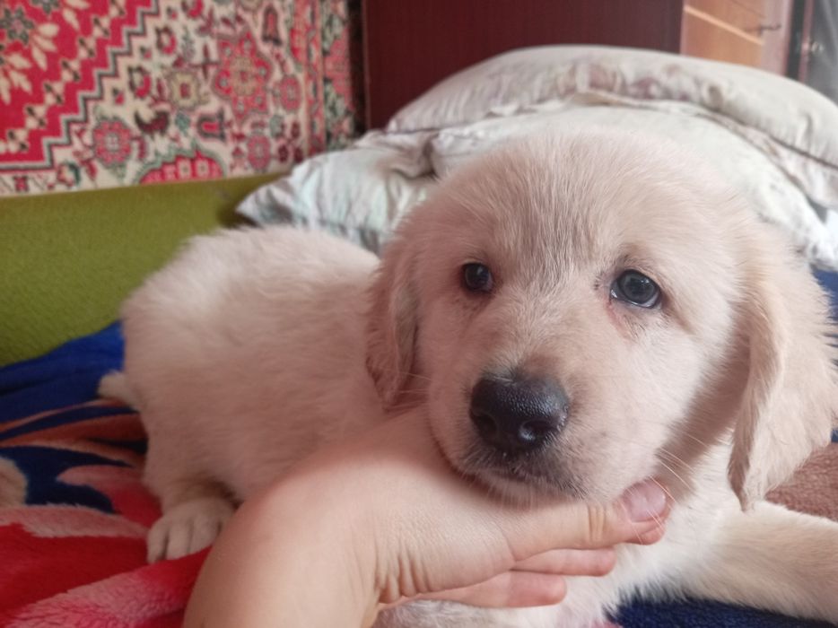 Отдодим в добрые руки