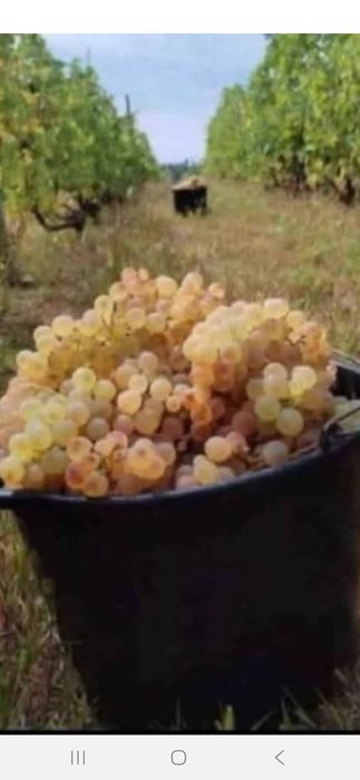 Vând struguri de vin avem toate soiurile