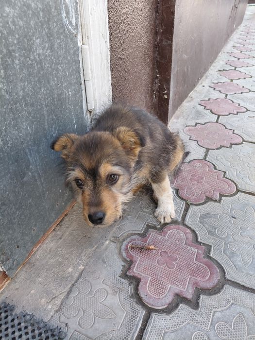 Джек рассел пародистыи шенок