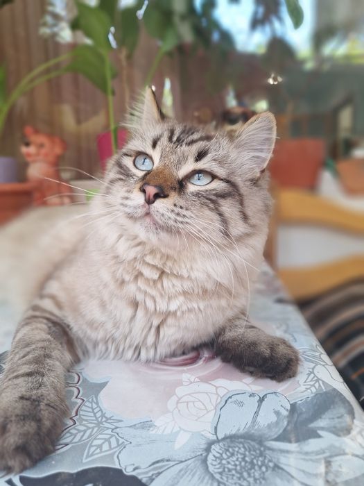 Кастрированный  кот бесплатно