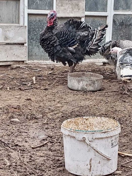 индюк қораз сатылады