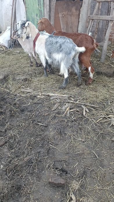 Vând 2 capre cu 3 iede capre bune de lapte