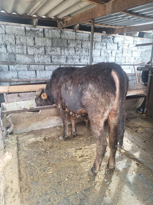 Продам алатауского бычка