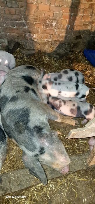 Прасета малки и големи