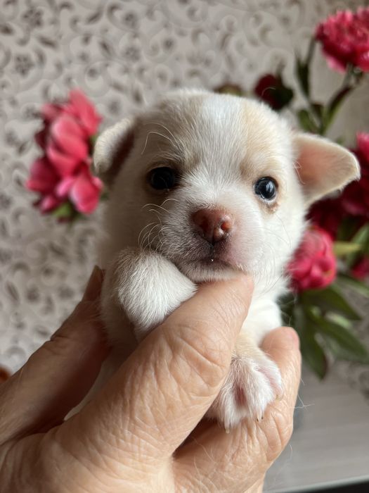 Щенки чихуахуа разного окраса